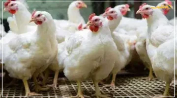 تطور مفاجئ.. أسعار الفراخ البيضاء والحمراء اليوم تخالف التوقعات مفاجأة تهم المستهلك 1